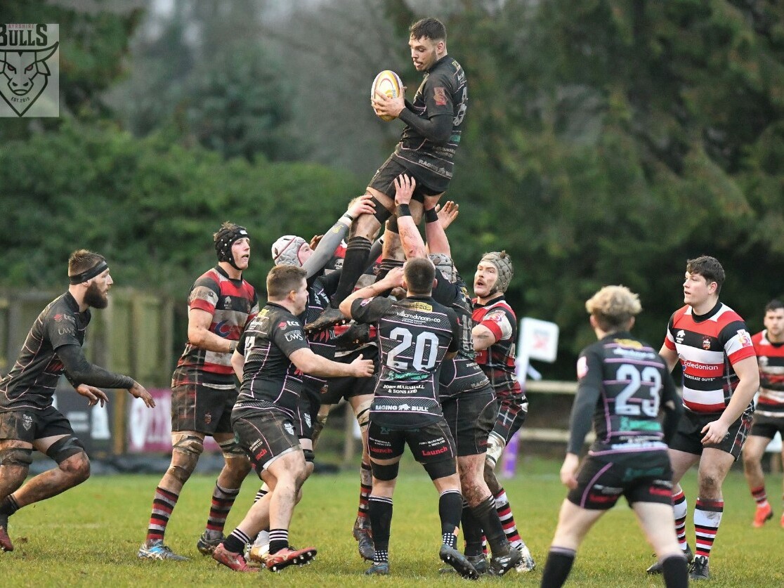 line out Ayrshire Bulls