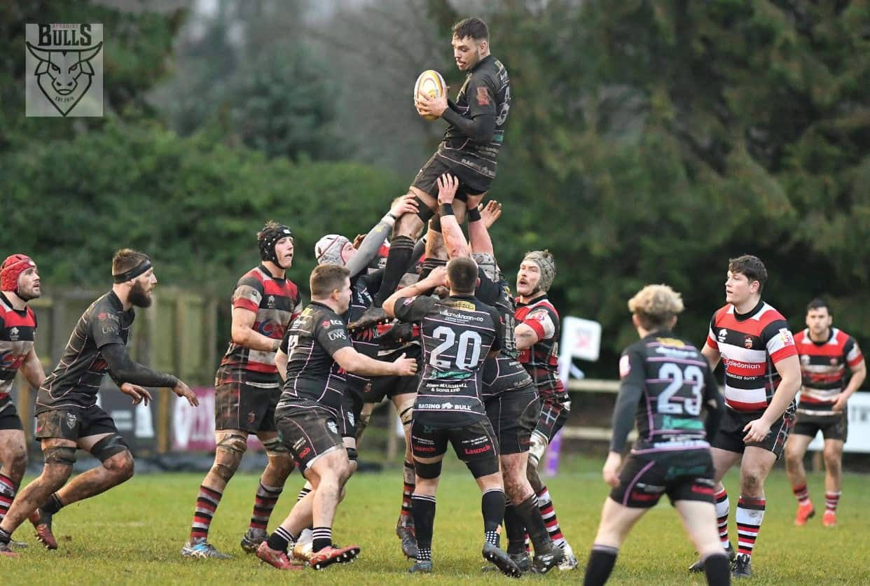 line out Ayrshire Bulls